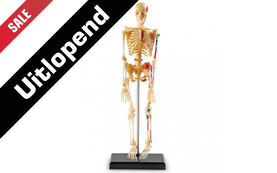 Model van een skelet