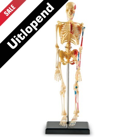Model van een skelet