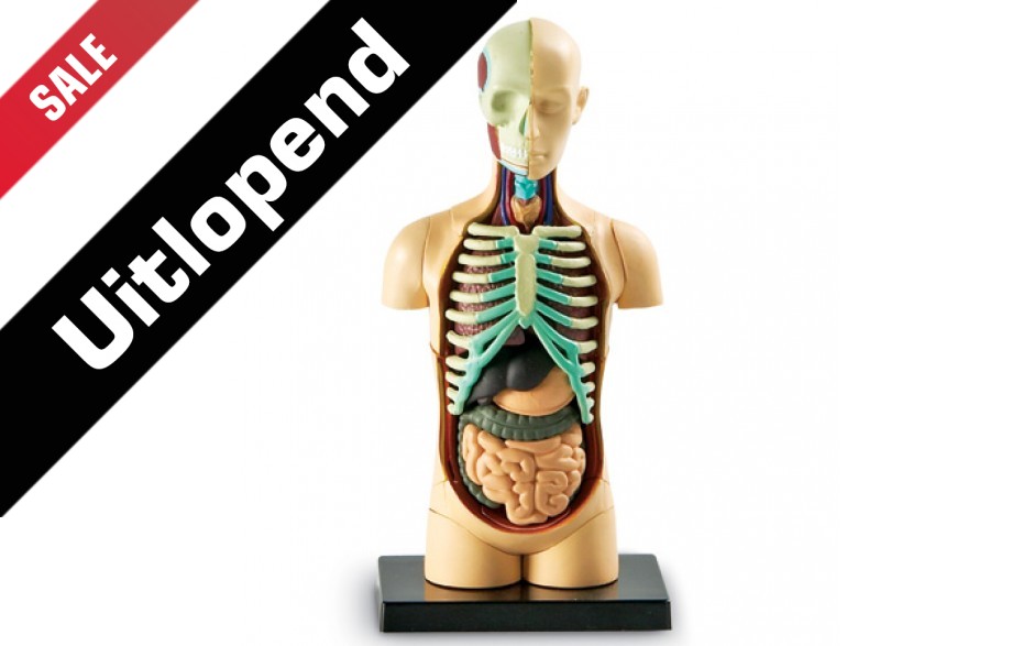 Anatomiemodel "Menselijk lichaam"