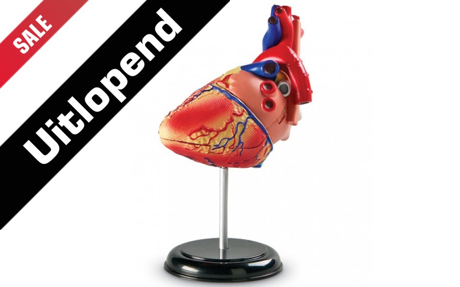 Anatomiemodel "Hart"