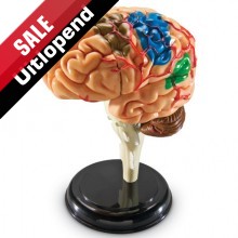 Anatomiemodel "Hersenen"