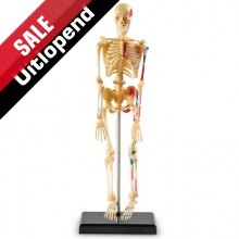 Model van een skelet
