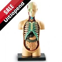 Anatomiemodel "Menselijk lichaam"
