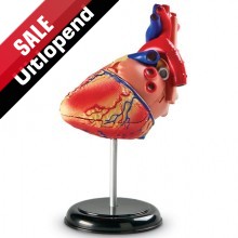 Anatomiemodel "Hart"